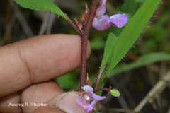 Impatiens scabriuscula